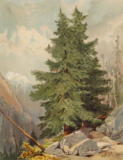 الصنوبر، مشهد جبال الألب (طباعة حجرية ملونة) بواسطة جوزيف نيدهام