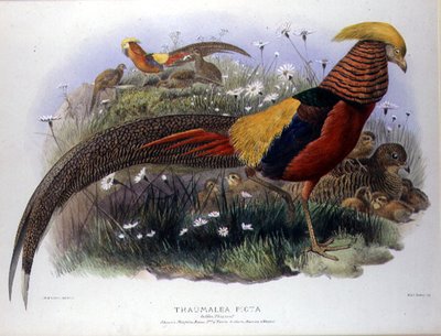 Thaumalea picta (الدراج الذهبي) نقش بواسطة M. & N. Hanhart بواسطة جوزيف وسميث جيه وولف