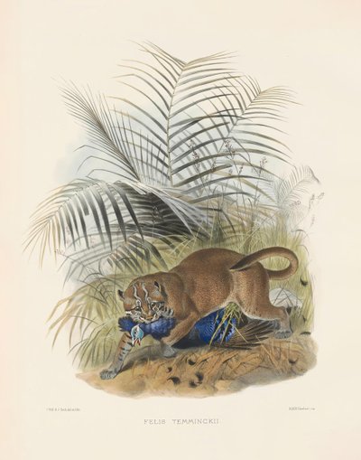 القط الذهبي الآسيوي (فيليس تيمنكي) بواسطة جوزيف وولف