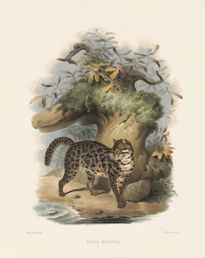 قطة النمر الآسيوي (فيليس سكربت) بواسطة جوزيف وولف