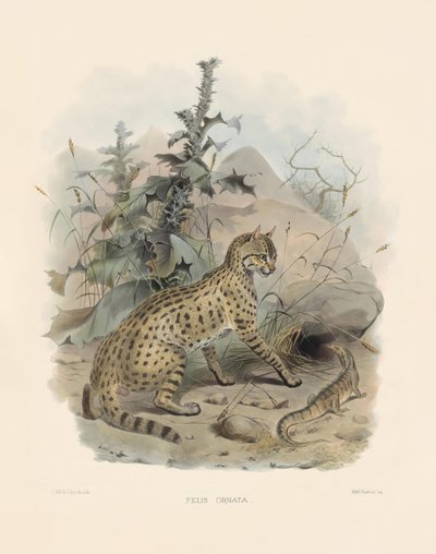 القط البري الآسيوي (فيليس أورناتا) بواسطة جوزيف وولف