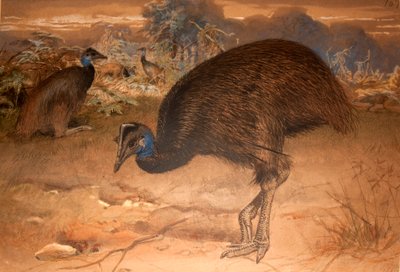 بينيت كاسواري (Casuarius bennetti) ، c.1851-76 (مرحاض وقلم رصاص على الورق) بواسطة جوزيف وولف