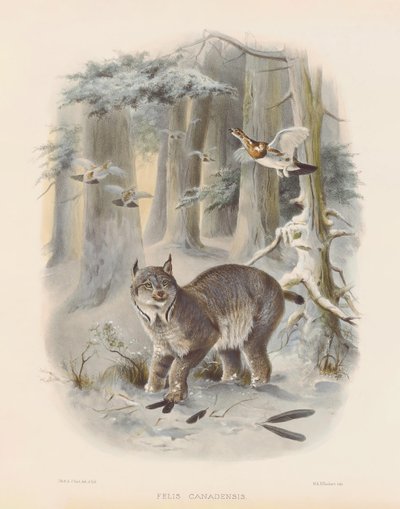 الوشق الكندي (Felis canadensis) بواسطة جوزيف وولف