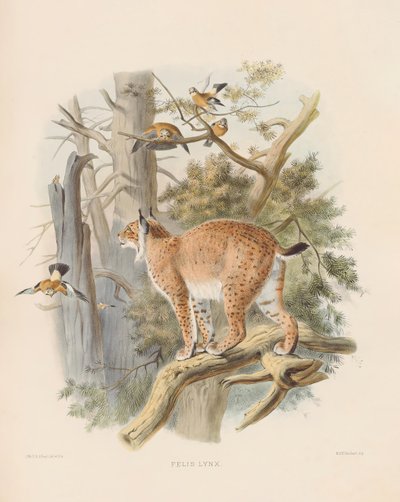 الوشق الأوراسي (فيليس الوشق) بواسطة جوزيف وولف