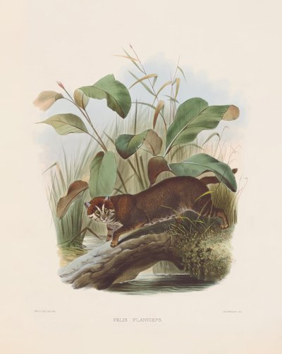 القط ذو الرأس المسطح (فيليس بلانسيبس) بواسطة جوزيف وولف