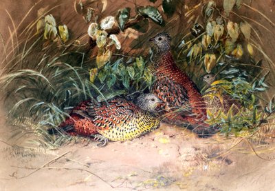 طائر هاردويك سبور (Galloperdix lunulata) ، 1852-54 بواسطة جوزيف وولف