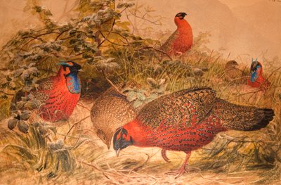 مقرن Tragopan (Ceriornis satyra) ، c.1851-76 (مرحاض وقلم رصاص على الورق) بواسطة جوزيف وولف