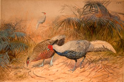 ليناليت كاليج (Euplpcamus lineatus) ، c.1851-76 (مرحاض وقلم رصاص على الورق) بواسطة جوزيف وولف