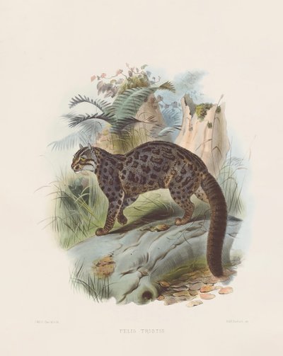 القط الرخامي (فيليس تريستيس) بواسطة جوزيف وولف