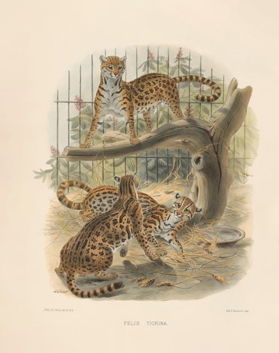 الأسلوت (فيليس تيغرينا) بواسطة جوزيف وولف