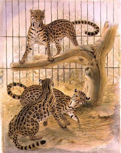 Ocelots في قفص بواسطة جوزيف وولف