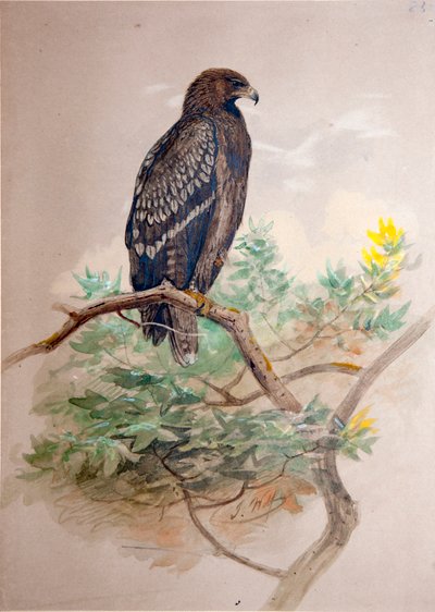 النسر المرقط (Aquila clanga) ، 1856-67 بواسطة جوزيف وولف