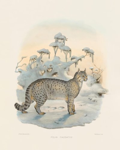 حيوان الوشق السهوب (فيليس كوداتوس) بواسطة جوزيف وولف