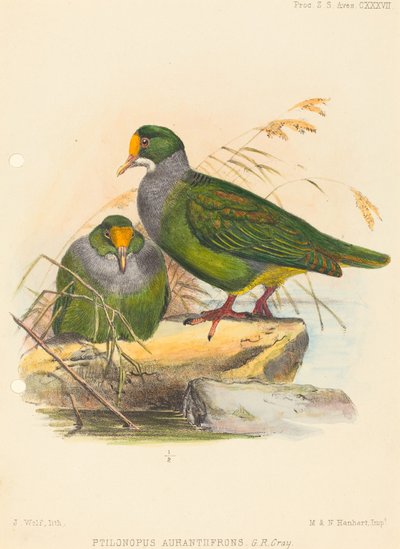 عصفورين (Ptilonopus Auranthfrons) بواسطة جوزيف وولف