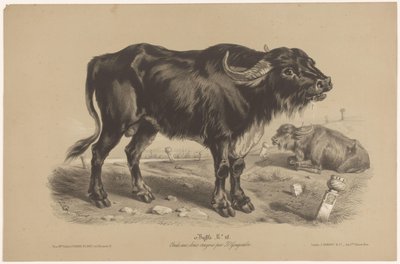 الجاموس الجاموس (العنوان على الكائن) Dierenstudies in Twee soorten krijt (عنوان المسلسل) ادرس بقلم رصاص بواسطة Z. Gengembre (عنوان السلسلة) بواسطة فرانسوا ديلارو