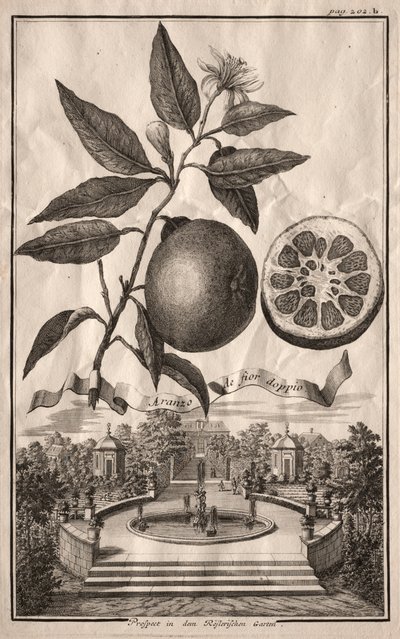 Nurnbergische Hesperides: Aranzo de fior double، 1714. بواسطة جوزيف دي مونتاليجر