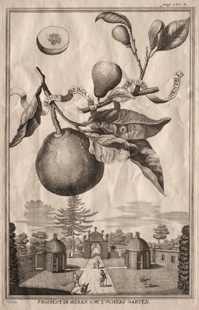 Nurnbergische Hesperides: Limon bergamot personzin gientile ، 1714. بواسطة جوزيف دي مونتاليجر