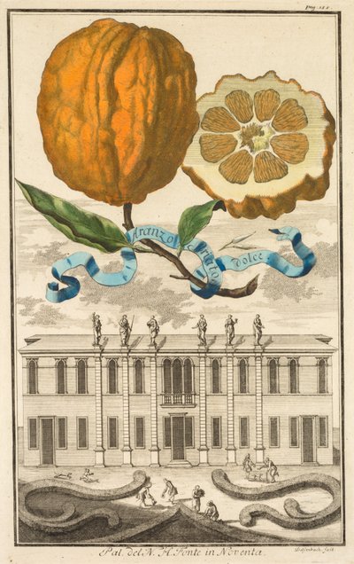 Nurnbergische Hesperides: No185 - Sweet Striated Aranzo. مبنى NH Fonte في Noventa ، c1708. بواسطة جوزيف دي مونتاليجر