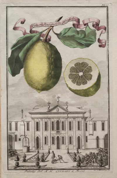 Nurnbergische Hesperides: رقم 125 - Limon Ponzino من Neapoli. قصر إن إتش كورنارو في فيسو بواسطة جوزيف دي مونتاليجر