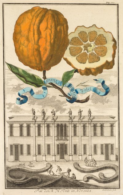Nurnbergische Hesperides: رقم 185 - برتقالي مخطط حلو. Palazzo del N. H. Fonte في نوفينتا بواسطة جوزيف دي مونتاليجر