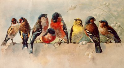 الطيور بواسطة 