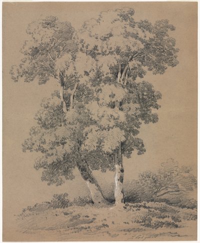 دراسة شجرة بواسطة Jules Coignet