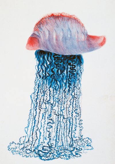 ميدوسا (Physalis pelagic) ، البرازيل ، رسم لجول لويس ليجون (1804-1851) ، من رحلة حول العالم لدوبري ، بقلم لويس إيزيدور دوبري (1786-1865) ، فرنسا بواسطة جول لويس ليجون