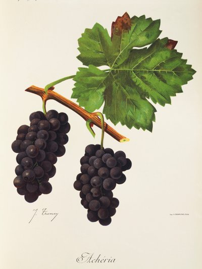 Acheria Grape بواسطة J. Troncy بواسطة جول ترونسي