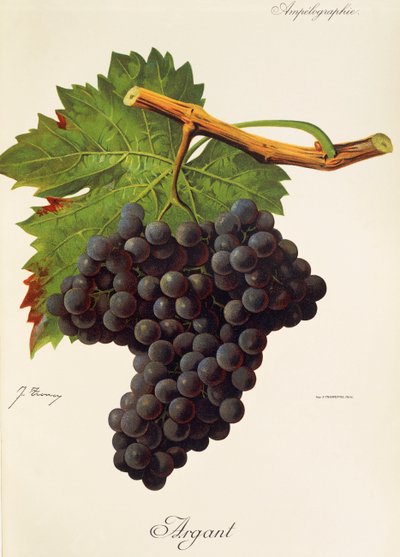 Argant Grape بواسطة J. Troncy بواسطة جول ترونسي