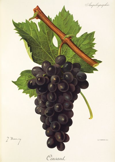Cinsaut Grape بواسطة J. Troncy بواسطة جول ترونسي