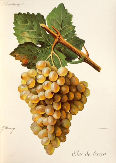 عنب كور دي باكو ، من Traite General de Viticulture. أمبلوغرافيا بواسطة جول ترونسي