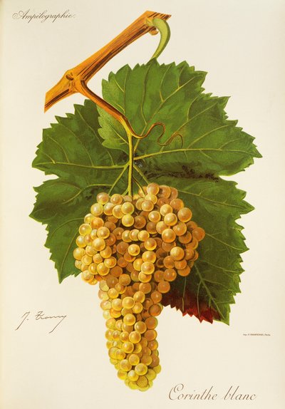 Corinthe White عنب بواسطة J. Troncy بواسطة جول ترونسي