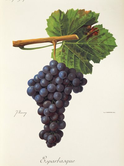 عنب Esparbasque بواسطة J. Troncy بواسطة جول ترونسي