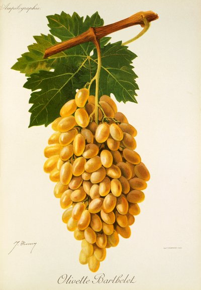 عنب Olivette Barthelet بواسطة J. Troncy بواسطة جول ترونسي