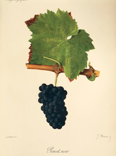 عنب Pinot Noir بواسطة J. Troncy بواسطة جول ترونسي