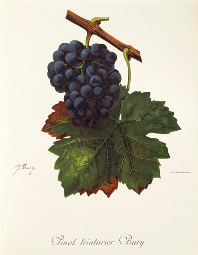 عنب Pinot Teinturier Bury بواسطة J. Troncy بواسطة جول ترونسي