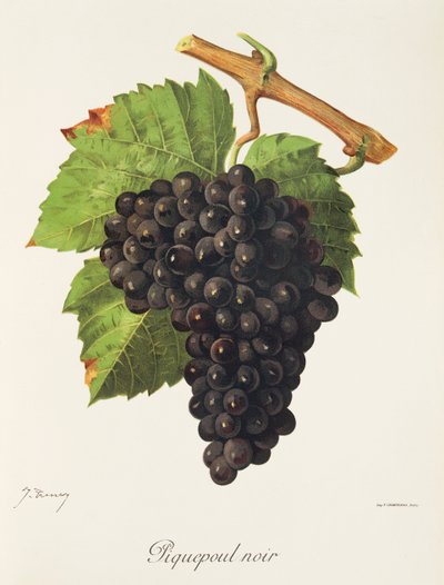 عنب Piquepoul Noir بواسطة J. Troncy بواسطة جول ترونسي