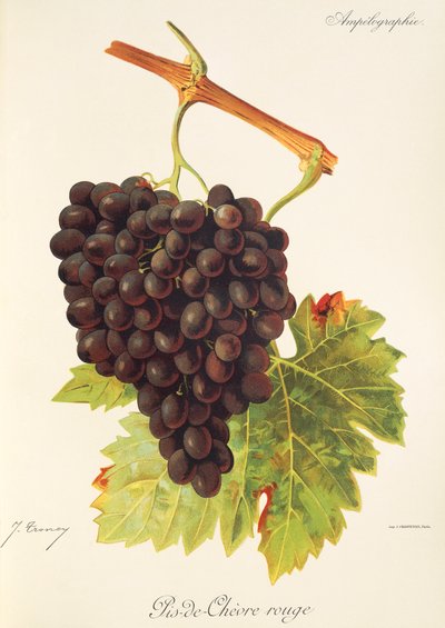عنب Pis-de-Chevre Rouge بواسطة J. Troncy بواسطة جول ترونسي