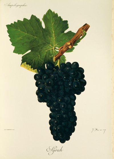 عنب Syrah بواسطة J. Troncy بواسطة جول ترونسي