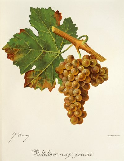 Valteliner Rouge Precoce عنب بواسطة J. Troncy بواسطة جول ترونسي
