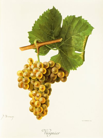 عنب Viognier بواسطة J. Troncy بواسطة جول ترونسي