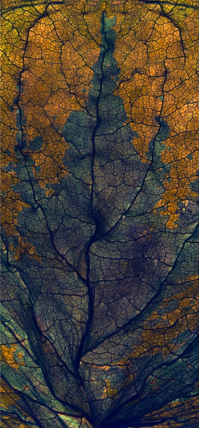 نافذة كوليوس ، 2008 ، (التصوير الفوتوغرافي الرقمي ، الطباعة الرقمية الأصلية) بواسطة Julia McLemore