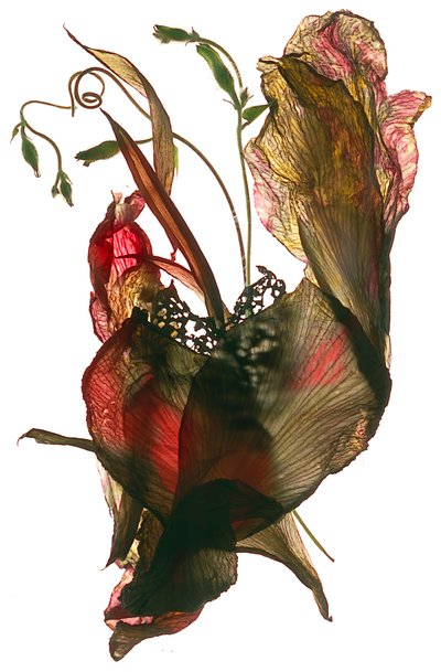 مورنينج جلوري كانا هارت ، 2012 (التصوير الفوتوغرافي الرقمي) بواسطة Julia McLemore