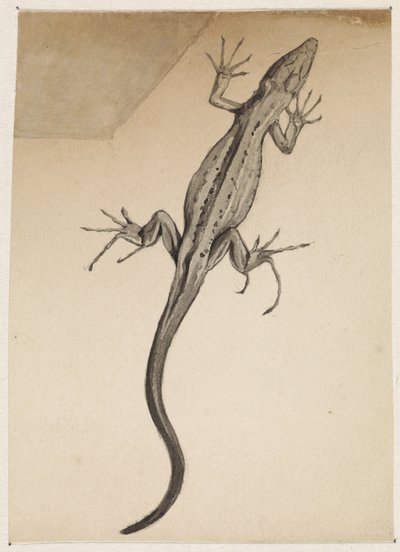 سحلية بواسطة جولي دي جراج