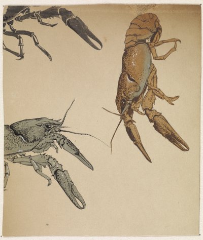 اسكتشات من جراد البحر بواسطة Julie de Graag