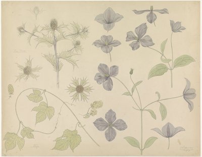 ورقة دراسة مع Sea Thistle و Hops و Clematis بواسطة جولي دي جراج