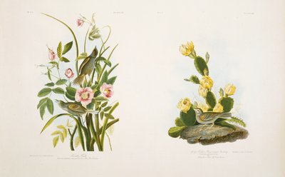 عصفور البحر - جراس فينش ، أو درسة الجناحين ، بعد "طيور أمريكا" لـ JJ Audubon بواسطة يوليوس بين