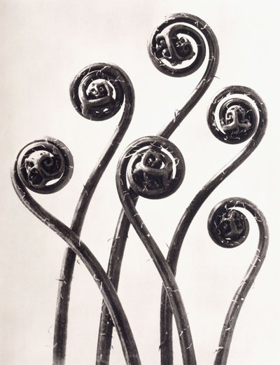 Adiantum Pedatum - سرخس كزبرة البئر الأمريكي ، وسعف ملفوفة يونغ متضخم ثماني مرات بواسطة كارل بلوسفيلدت