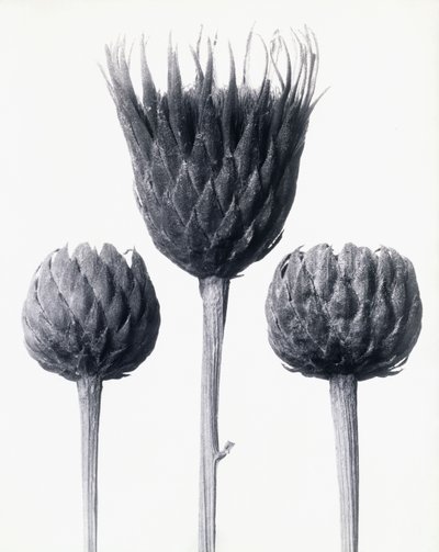 Serratula Nudicaulis (منشار شائع عاري الجذع) ، حوالي عام 1928 (طباعة فضية جيلاتينية) بواسطة كارل بلوسفيلدت
