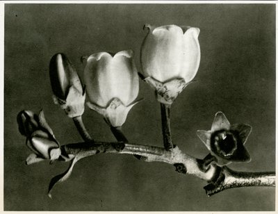 لقاح Corymbosum. 1929 (حفر ضوئي) بواسطة كارل بلوسفيلدت